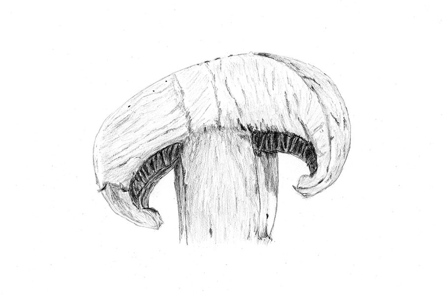 2015_11_06_Mushroom_Slice_mini