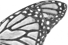 2015_10_09_Butterfly_Wing_mini